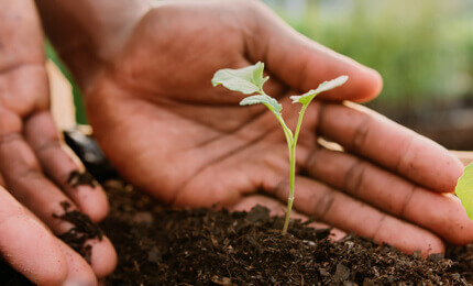 A human is planting a green plant