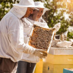 Beekeepers gathering honey
