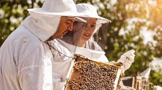 Beekeepers gathering honey