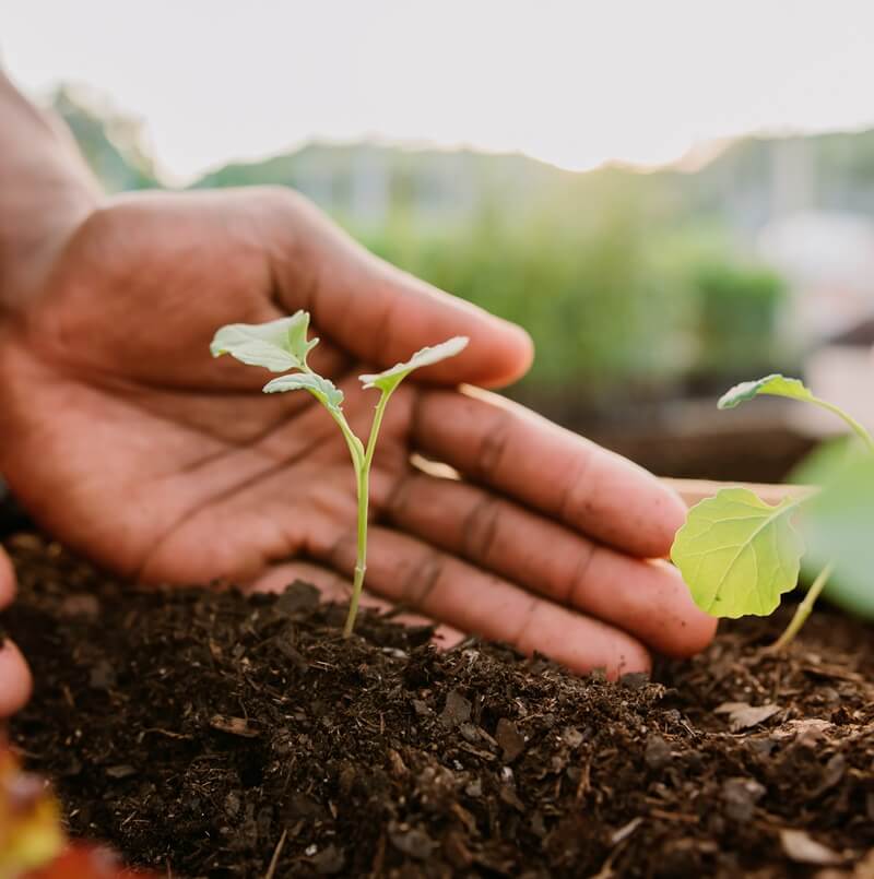 A small plant in the soil